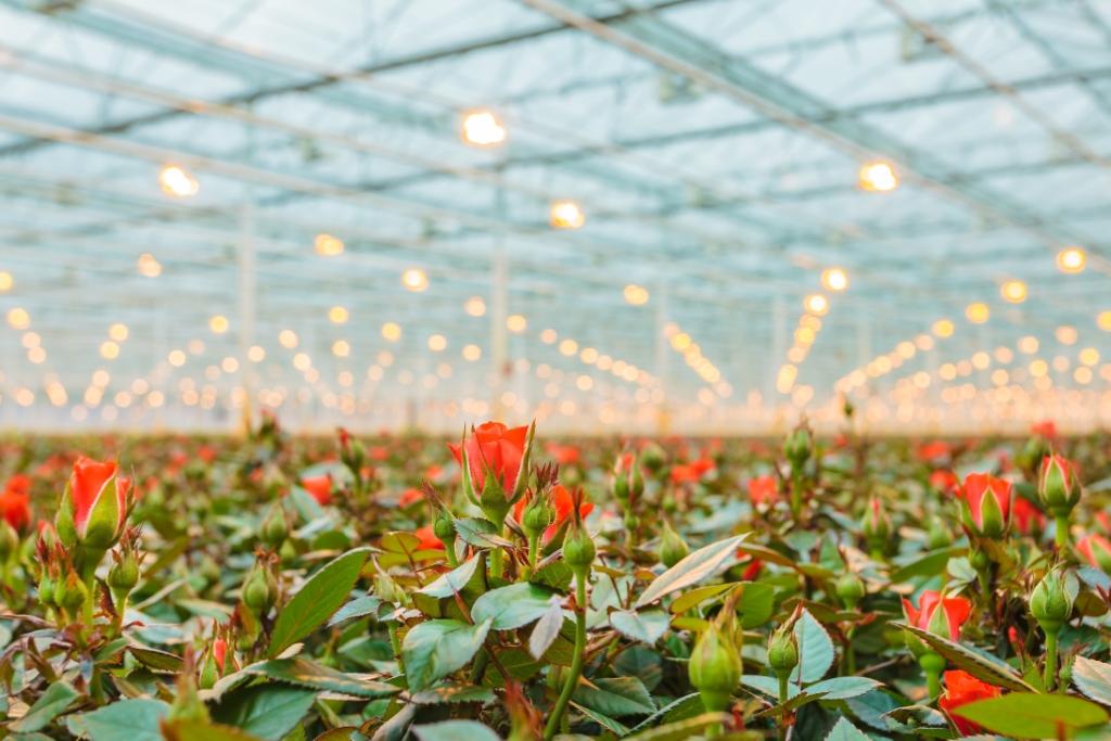 Israeli-agriculture-blooms-like-a-rose-Agritech-Israel