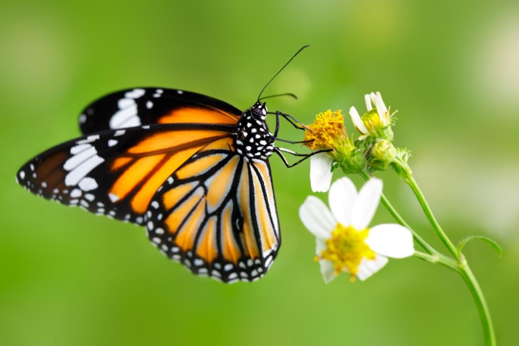 tiger-butterfly-nanotechnology-research-Eye-implants-for-glaucoma-Biomed